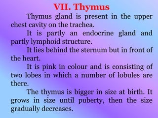 VII. Thymus
Thymus gland is present in the upper
chest cavity on the trachea.
It is partly an endocrine gland and
partly lymphoid structure.
It lies behind the sternum but in front of
the heart.
It is pink in colour and is consisting of
two lobes in which a number of lobules are
there.
The thymus is bigger in size at birth. It
grows in size until puberty, then the size
gradually decreases.
 