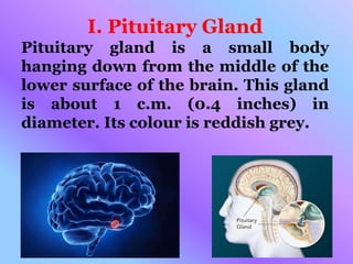 I. Pituitary Gland
Pituitary gland is a small body
hanging down from the middle of the
lower surface of the brain. This gland
is about 1 c.m. (0.4 inches) in
diameter. Its colour is reddish grey.
 