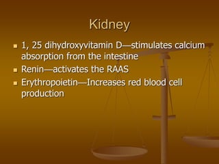 Kidney
 1, 25 dihydroxyvitamin D—stimulates calcium
absorption from the intestine
 Renin—activates the RAAS
 Erythropoietin—Increases red blood cell
production
 