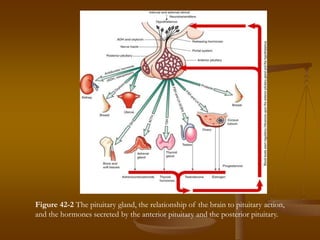 Figure 42-2 The pituitary gland, the relationship of the brain to pituitary action,
and the hormones secreted by the anterior pituitary and the posterior pituitary.
 