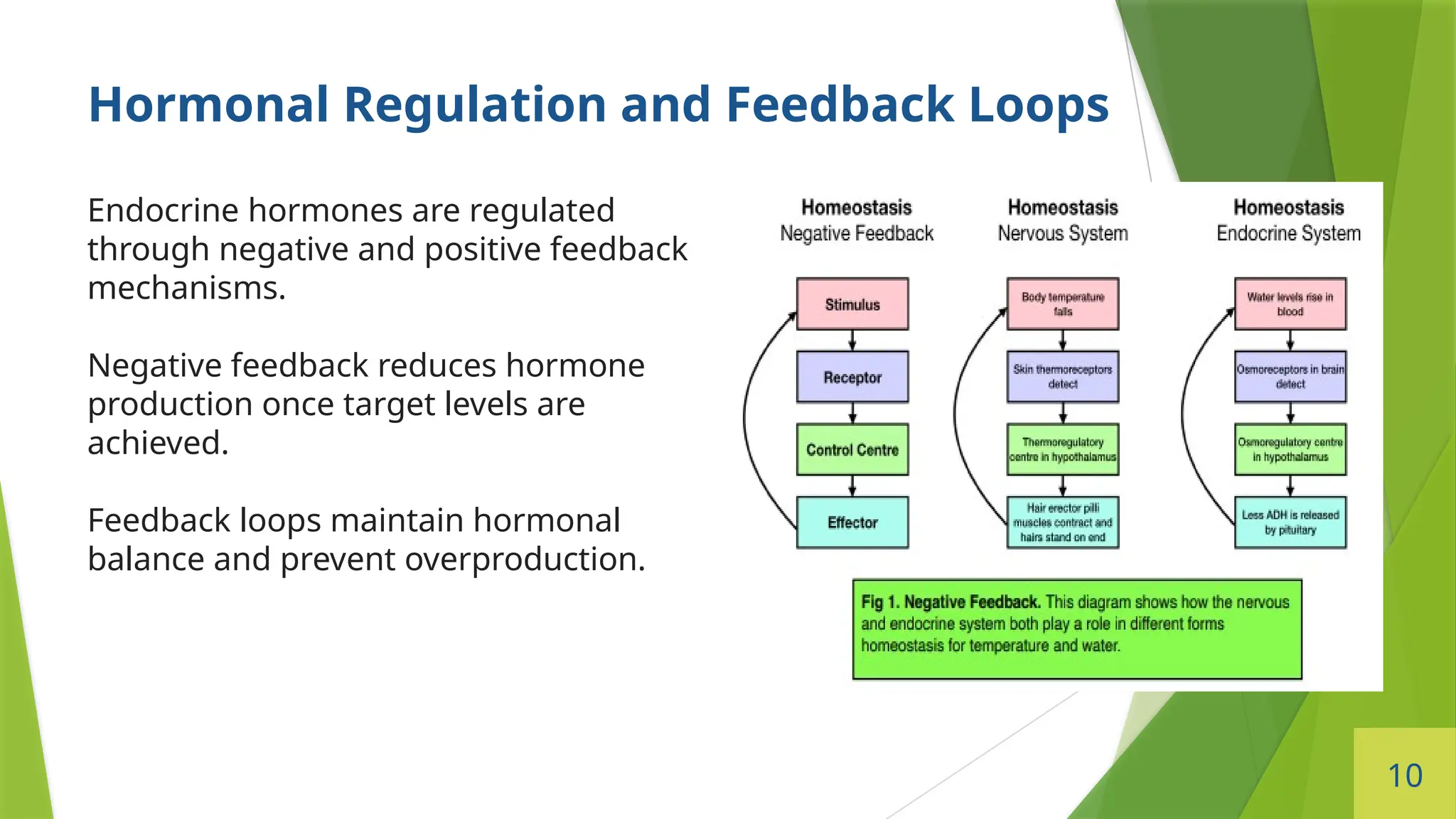 10
Hormonal Regulation and Feedback Loops
Endocrine hormones are regulated
through negative and positive feedback
mechanisms.
Negative feedback reduces hormone
production once target levels are
achieved.
Feedback loops maintain hormonal
balance and prevent overproduction.
 