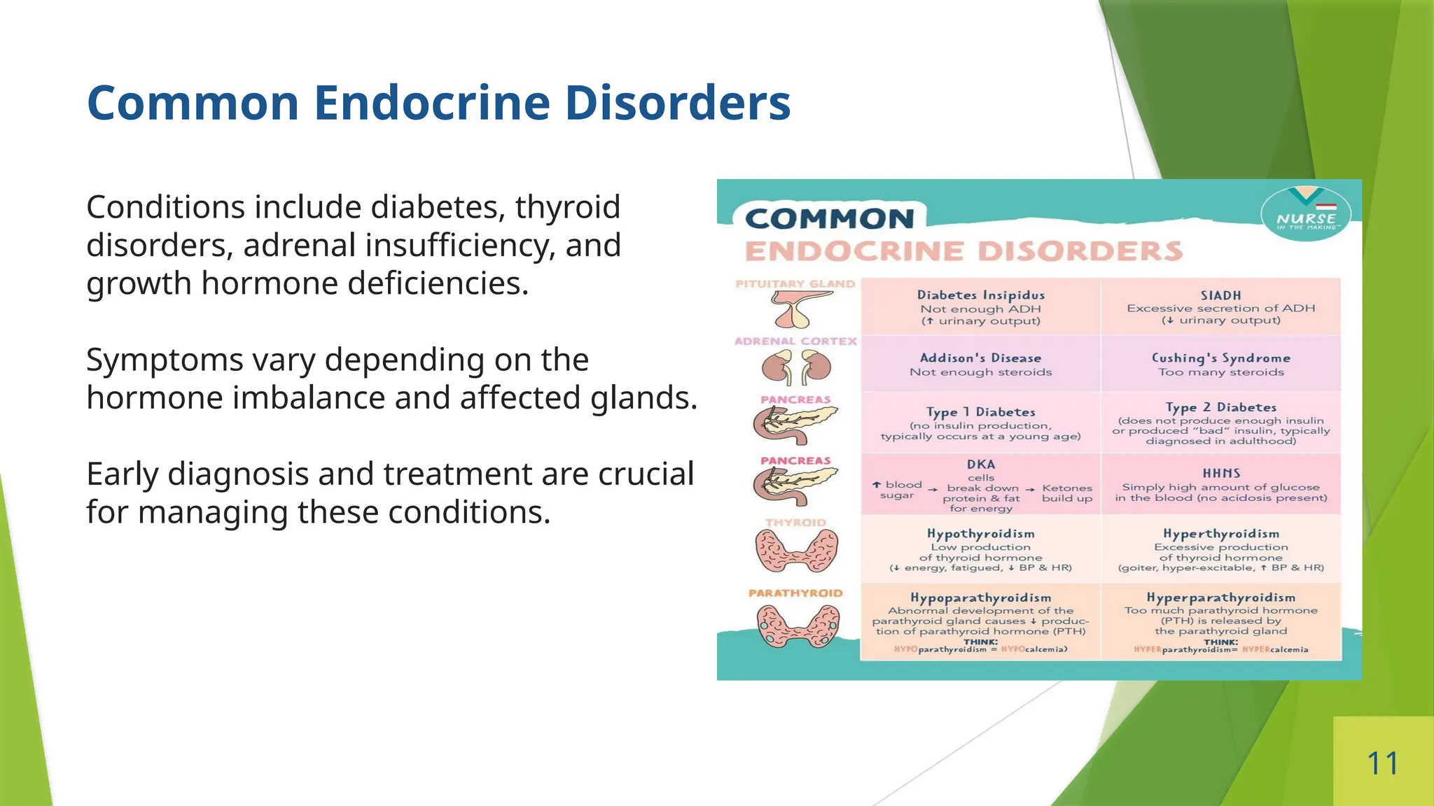 11
Common Endocrine Disorders
Conditions include diabetes, thyroid
disorders, adrenal insufficiency, and
growth hormone deficiencies.
Symptoms vary depending on the
hormone imbalance and affected glands.
Early diagnosis and treatment are crucial
for managing these conditions.
 