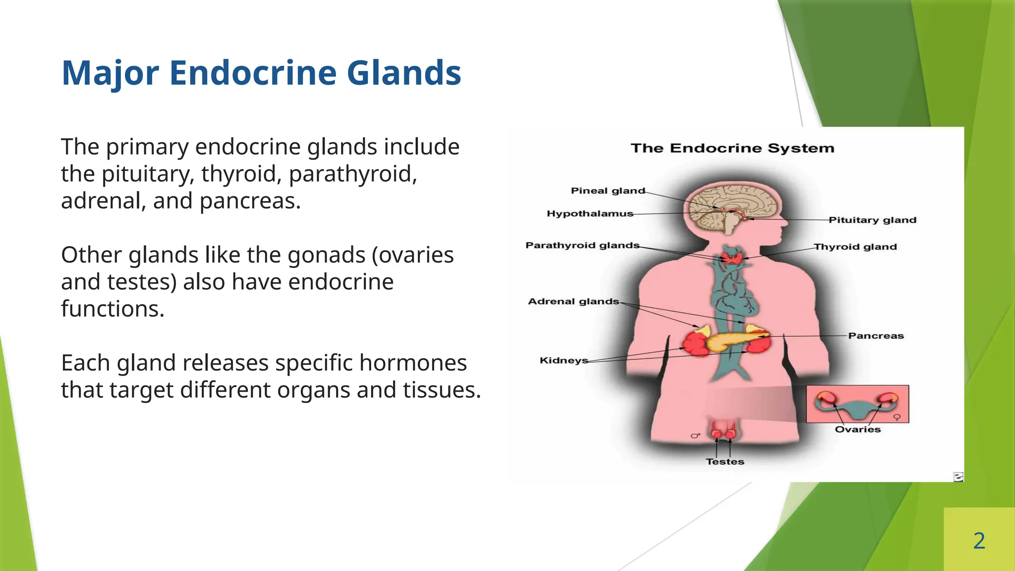 2
Major Endocrine Glands
The primary endocrine glands include
the pituitary, thyroid, parathyroid,
adrenal, and pancreas.
Other glands like the gonads (ovaries
and testes) also have endocrine
functions.
Each gland releases specific hormones
that target different organs and tissues.
 