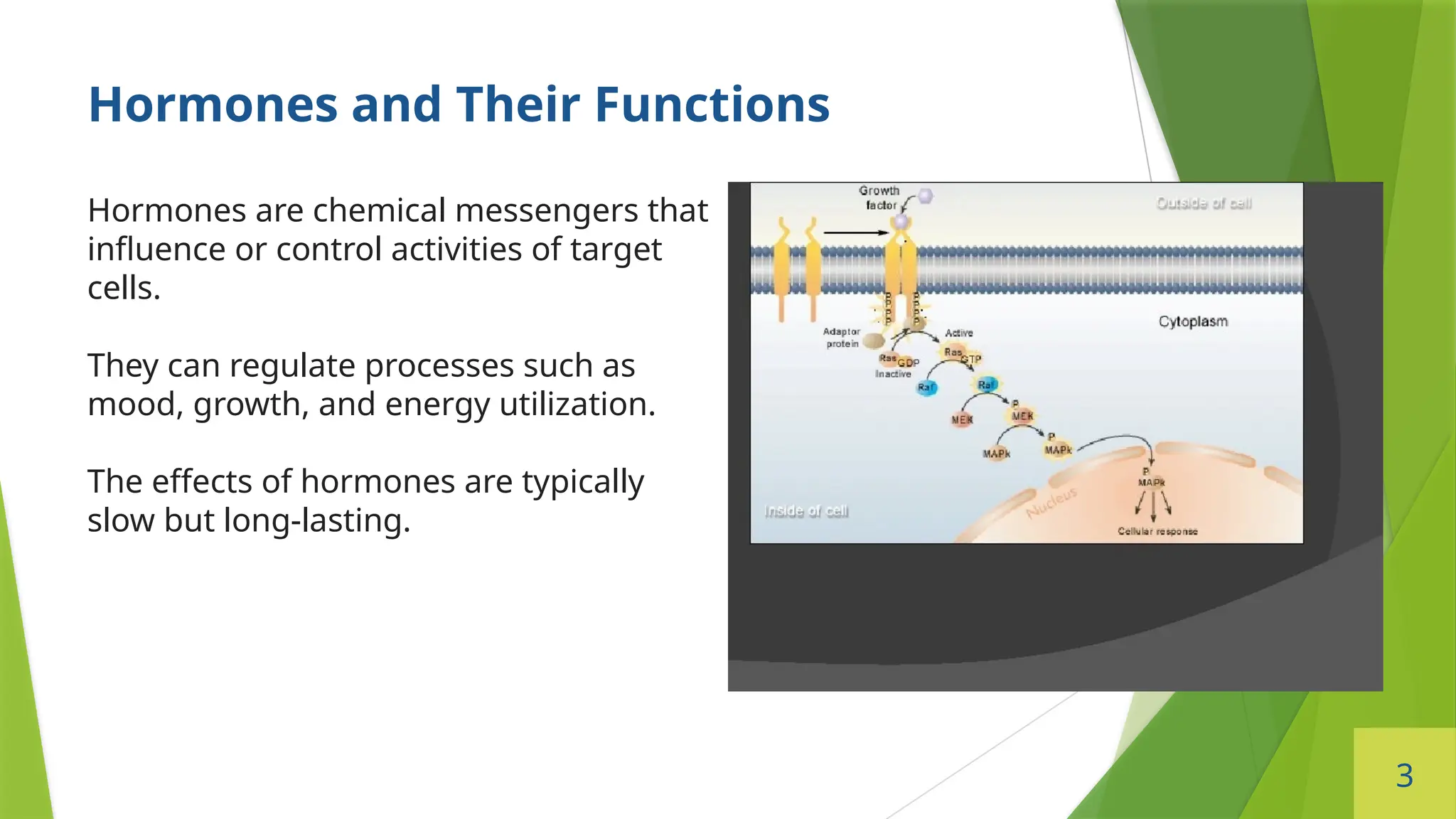 3
Hormones and Their Functions
Hormones are chemical messengers that
influence or control activities of target
cells.
They can regulate processes such as
mood, growth, and energy utilization.
The effects of hormones are typically
slow but long-lasting.
 