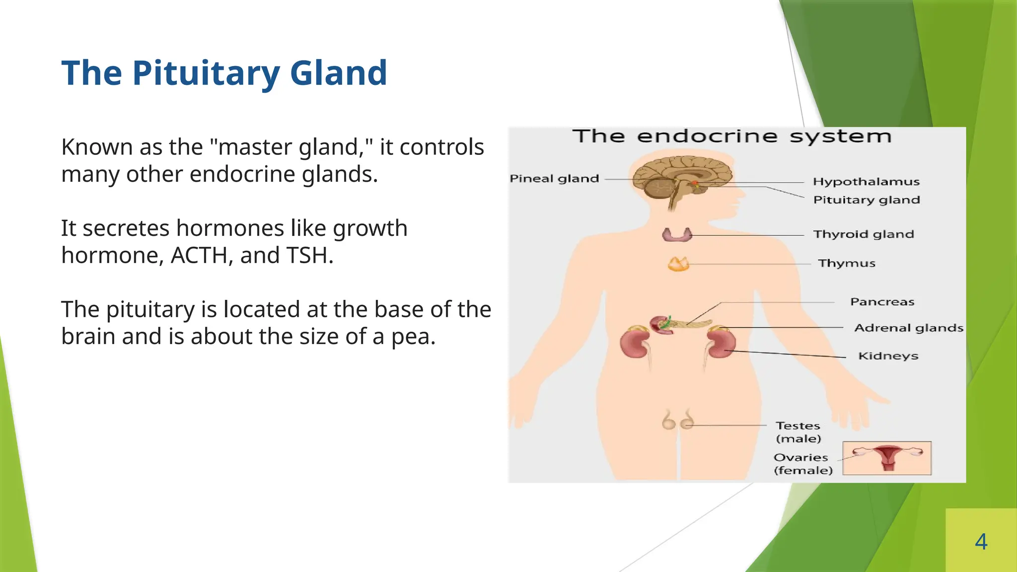 4
The Pituitary Gland
Known as the "master gland," it controls
many other endocrine glands.
It secretes hormones like growth
hormone, ACTH, and TSH.
The pituitary is located at the base of the
brain and is about the size of a pea.
 