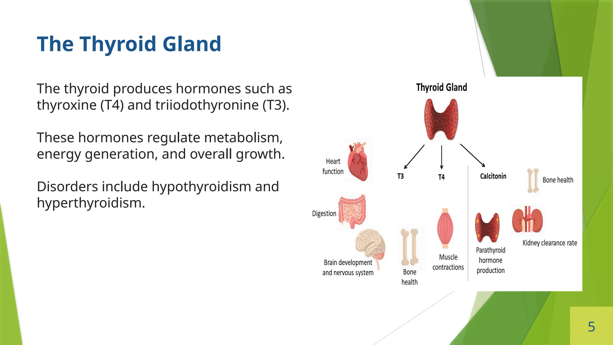 5
The Thyroid Gland
The thyroid produces hormones such as
thyroxine (T4) and triiodothyronine (T3).
These hormones regulate metabolism,
energy generation, and overall growth.
Disorders include hypothyroidism and
hyperthyroidism.
 