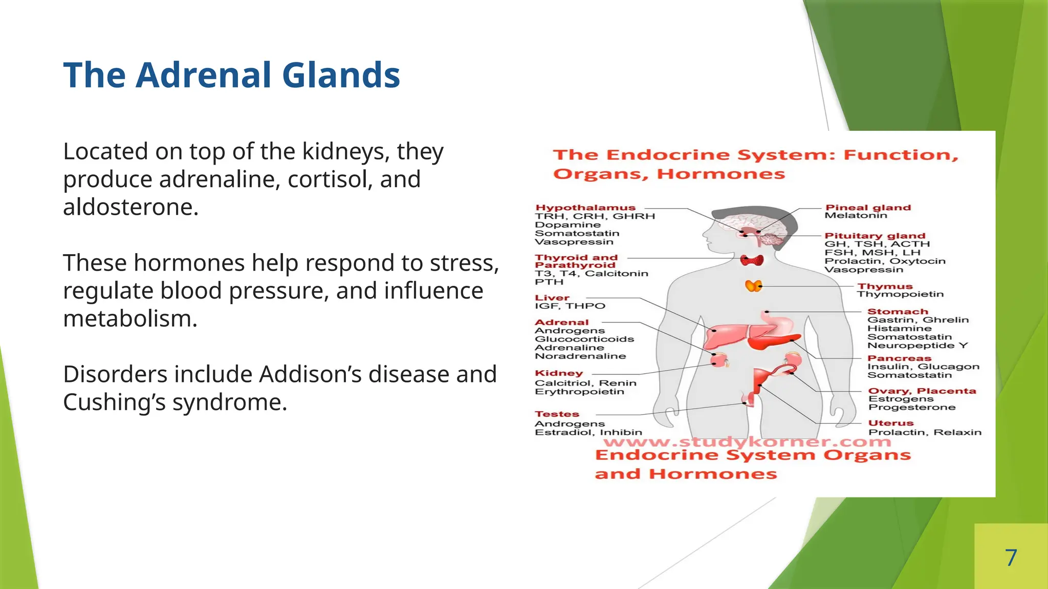 7
The Adrenal Glands
Located on top of the kidneys, they
produce adrenaline, cortisol, and
aldosterone.
These hormones help respond to stress,
regulate blood pressure, and influence
metabolism.
Disorders include Addison’s disease and
Cushing’s syndrome.
 