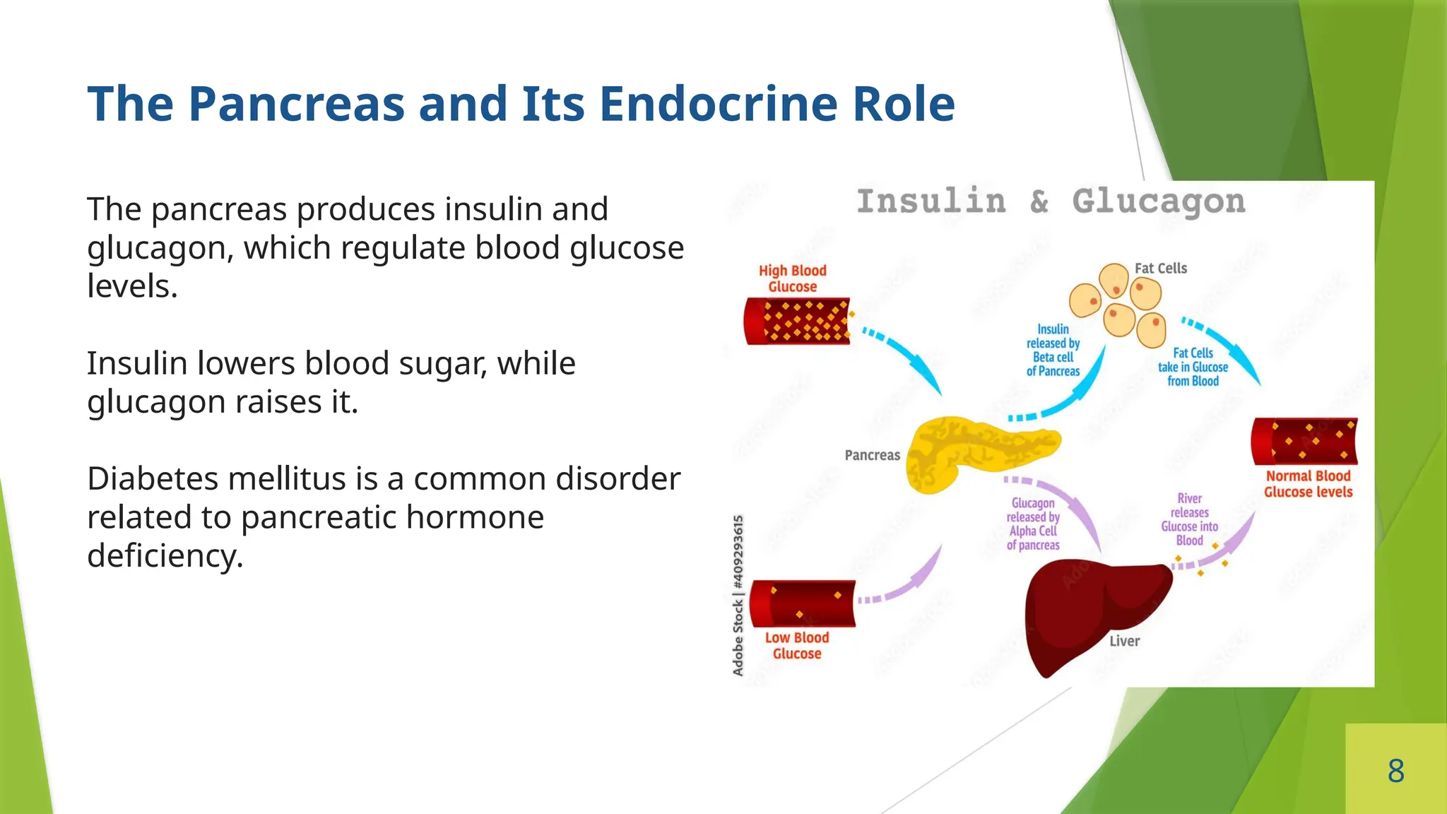 8
The Pancreas and Its Endocrine Role
The pancreas produces insulin and
glucagon, which regulate blood glucose
levels.
Insulin lowers blood sugar, while
glucagon raises it.
Diabetes mellitus is a common disorder
related to pancreatic hormone
deficiency.
 
