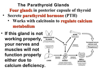 The Parathyroid GlandsThe Parathyroid Glands
Four glandsFour glands in posterior capsule of thyroid
• Secrete parathyroid hormoneparathyroid hormone (PTH)
• Works with calcitonin to regulate calciumregulate calcium
metabolismmetabolism
• If this gland is not
working properly,
your nerves and
muscles will not
function properly
either due to
calcium deficiency.
 