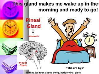 This gland makes me wake up in theThis gland makes me wake up in the
morning and ready to go!morning and ready to go!
Pineal
Gland
melatonin
"The 3rd Eye""The 3rd Eye"
Midline location above the quadrigeminal plate
 