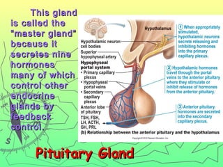 This glandThis gland
is called theis called the
“master gland”“master gland”
because itbecause it
secretes ninesecretes nine
hormoneshormones
many of whichmany of which
control othercontrol other
endocrineendocrine
glands byglands by
feedbackfeedback
control.control.
Pituitary GlandPituitary Gland
 