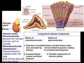 Effects of
mineralocorticoids:
Effects of
glucocorticoids:
1. Retention of sodium
ions and water by
kidneys
2. Increased blood
volume and blood
pressure
2. Possible suppression of
immune system
1. Proteins and fats broken down
and converted to glucose, leading
to increased blood glucose
Adrenal
gland
Kidney
Adrenal cortex
Adrenal cortex
Glucocorticoids –
glucose from noncarb
sources, such as
muscles
Mineralocorticoids
(aldosterone) –
induces kidneys to
reabsorb water and
salts
Both of these deal with
long-term stress
 