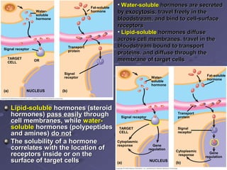 Lipid-solubleLipid-soluble hormones (steroidhormones (steroid
hormones)hormones) pass easilypass easily throughthrough
cell membranes, whilecell membranes, while water-water-
solublesoluble hormones (polypeptideshormones (polypeptides
and amines)and amines) do notdo not
The solubility of a hormoneThe solubility of a hormone
correlates with the location ofcorrelates with the location of
receptors inside or on thereceptors inside or on the
surface of target cellssurface of target cells
• Water-solubleWater-soluble hormones are secretedhormones are secreted
byby exocytosisexocytosis, travel freely in the, travel freely in the
bloodstreambloodstream, and bind to cell-surface, and bind to cell-surface
receptorsreceptors
• Lipid-solubleLipid-soluble hormones diffusehormones diffuse
acrossacross cell membranescell membranes, travel in the, travel in the
bloodstream bound to transportbloodstream bound to transport
proteins, and diffuse through theproteins, and diffuse through the
membrane of target cellsmembrane of target cells
Signal
receptor
TARGET
CELL
Signal receptor
Transport
protein
Water-
soluble
hormone
Fat-soluble
hormone
Gene
regulation
Cytoplasmic
response
Gene
regulation
Cytoplasmic
response
OR
Signal receptor
Water-
soluble
hormone
Fat-soluble
hormone
TARGET
CELL
NUCLEUS(a) (b)
Transport
protein
Signal
receptor
(a)
NUCLEUS
(b)
 