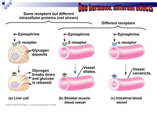 Glycogen
deposits
β receptor
Vessel
dilates.
Epinephrine
(a) Liver cell
Epinephrine
β receptor
Glycogen
breaks down
and glucose
is released.
(b) Skeletal muscle
blood vessel
Same receptors but different
intracellular proteins (not shown)
Epinephrine
β receptor
Different receptors
Epinephrine
α receptor
Vessel
constricts.
(c) Intestinal blood
vessel
 