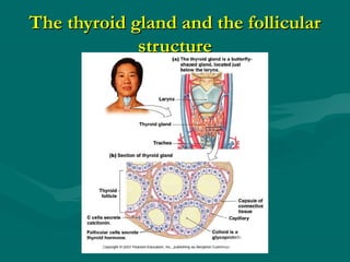The thyroid gland and the follicularThe thyroid gland and the follicular
structurestructure
 