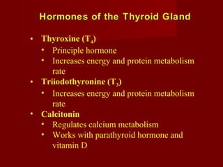 Hormones of the Thyroid GlandHormones of the Thyroid Gland
• Thyroxine (T4)
• Principle hormone
• Increases energy and protein metabolism
rate
• Triiodothyronine (T3)
• Increases energy and protein metabolism
rate
• Calcitonin
• Regulates calcium metabolism
• Works with parathyroid hormone and
vitamin D
 