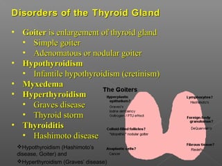 Disorders of the Thyroid GlandDisorders of the Thyroid Gland
• GoiterGoiter is enlargement of thyroid glandis enlargement of thyroid gland
• Simple goiterSimple goiter
• Adenomatous or nodular goiterAdenomatous or nodular goiter
• HypothyroidismHypothyroidism
• Infantile hypothyroidism (cretinism)Infantile hypothyroidism (cretinism)
• MyxedemaMyxedema
• HyperthyroidismHyperthyroidism
• Graves diseaseGraves disease
• Thyroid stormThyroid storm
• ThyroiditisThyroiditis
• Hashimoto diseaseHashimoto disease
Hypothyroidism (Hashimoto’s
disease, Goiter) and
Hyperthyroidism (Graves’ disease)
 
