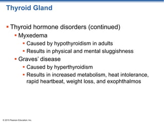 Endocrine system PowerPoint presentation | PPT