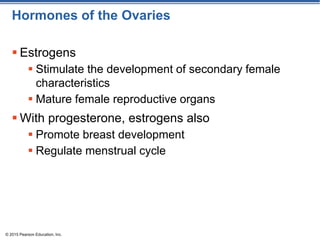 Endocrine system PowerPoint presentation | PPT