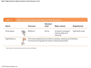 Endocrine system PowerPoint presentation | PPT
