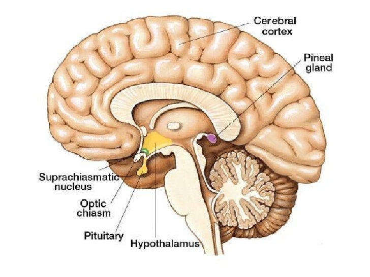 Endocrine anatomy29042010 pdf