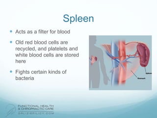 Spleen
 Acts as a filter for blood
 Old red blood cells are
recycled, and platelets and
white blood cells are stored
here
 Fights certain kinds of
bacteria
 