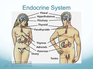 Endocrine System
 