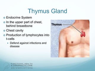 Thymus Gland
 Endocrine System
 In the upper part of chest,
behind breastbone
 Chest cavity
 Production of lymphocytes into
t-cells
 Defend against infections and
disease
 