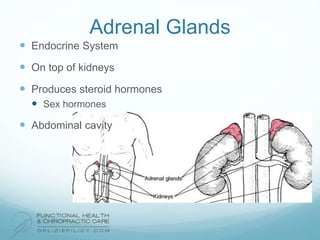 Adrenal Glands
 Endocrine System
 On top of kidneys
 Produces steroid hormones
 Sex hormones
 Abdominal cavity
 
