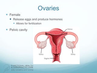 Ovaries
 Female
 Release eggs and produce hormones
 Allows for fertilization
 Pelvic cavity
 