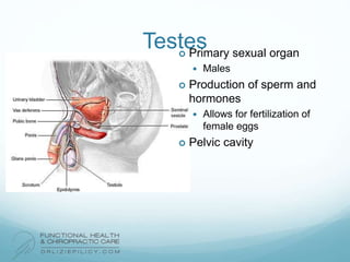 Testes Primary sexual organ
 Males
 Production of sperm and
hormones
 Allows for fertilization of
female eggs
 Pelvic cavity
 