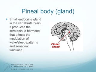 Pineal body (gland)
 Small endocrine gland
in the vertebrate brain.
It produces the
serotonin, a hormone
that affects the
modulation of
wake/sleep patterns
and seasonal
functions.
 