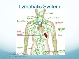 Lymphatic System
 