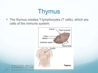 Thymus
 The thymus creates T-lymphocytes (T cells), which are
cells of the immune system.
 