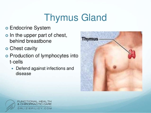 Endocrine and Lymphatic System