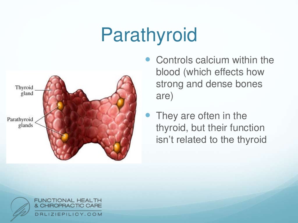 Endocrine and Lymphatic System