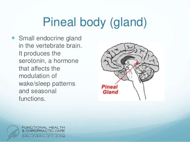 Endocrine and Lymphatic System