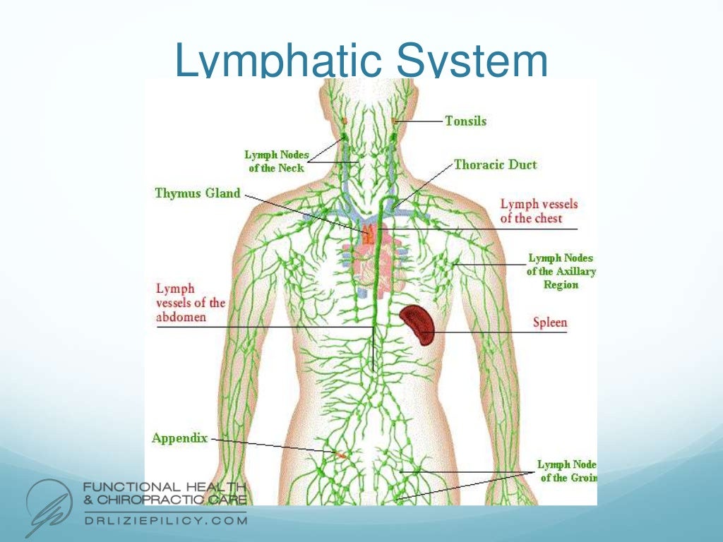 Endocrine and Lymphatic System