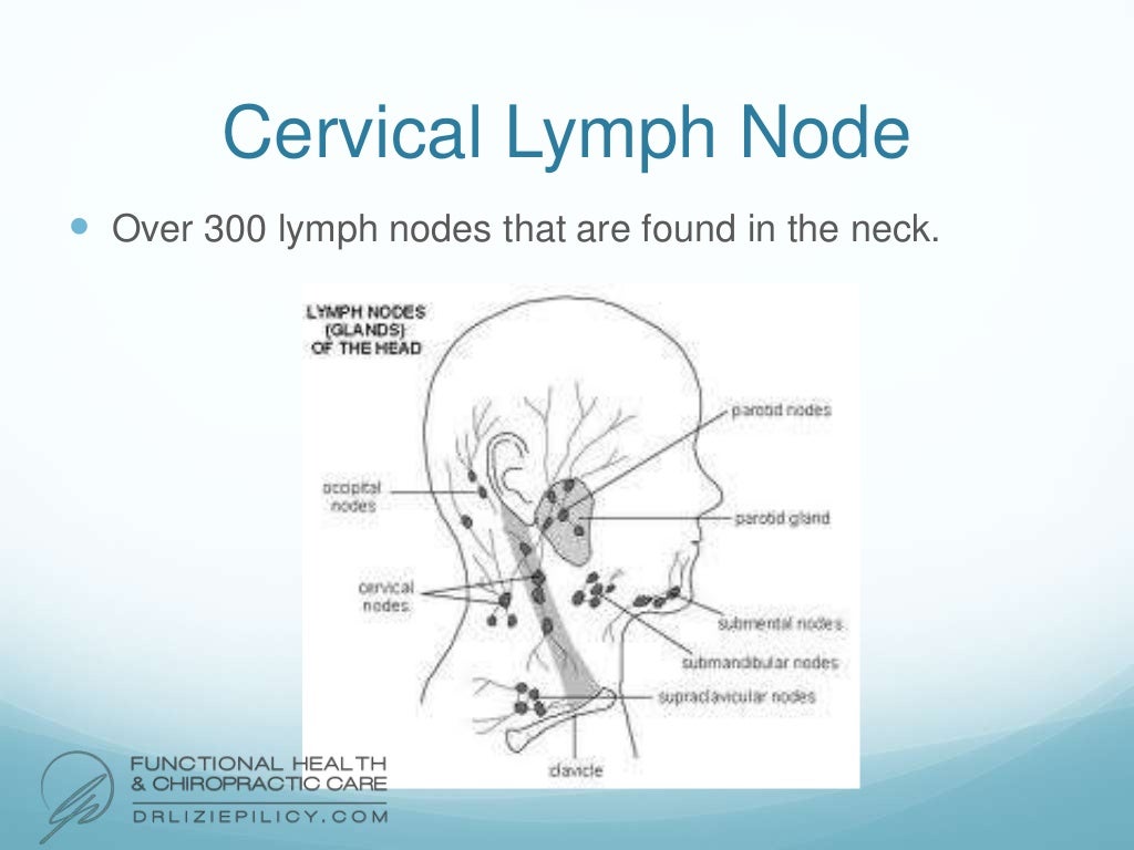 Endocrine and Lymphatic System