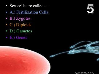 • Sex cells are called…
• A.) Fertilization Cells
• B.) Zygotes
• C.) Diploids
• D.) Gametes
• E.) Genes
Copyright © 2010 Ryan P. Murphy
 