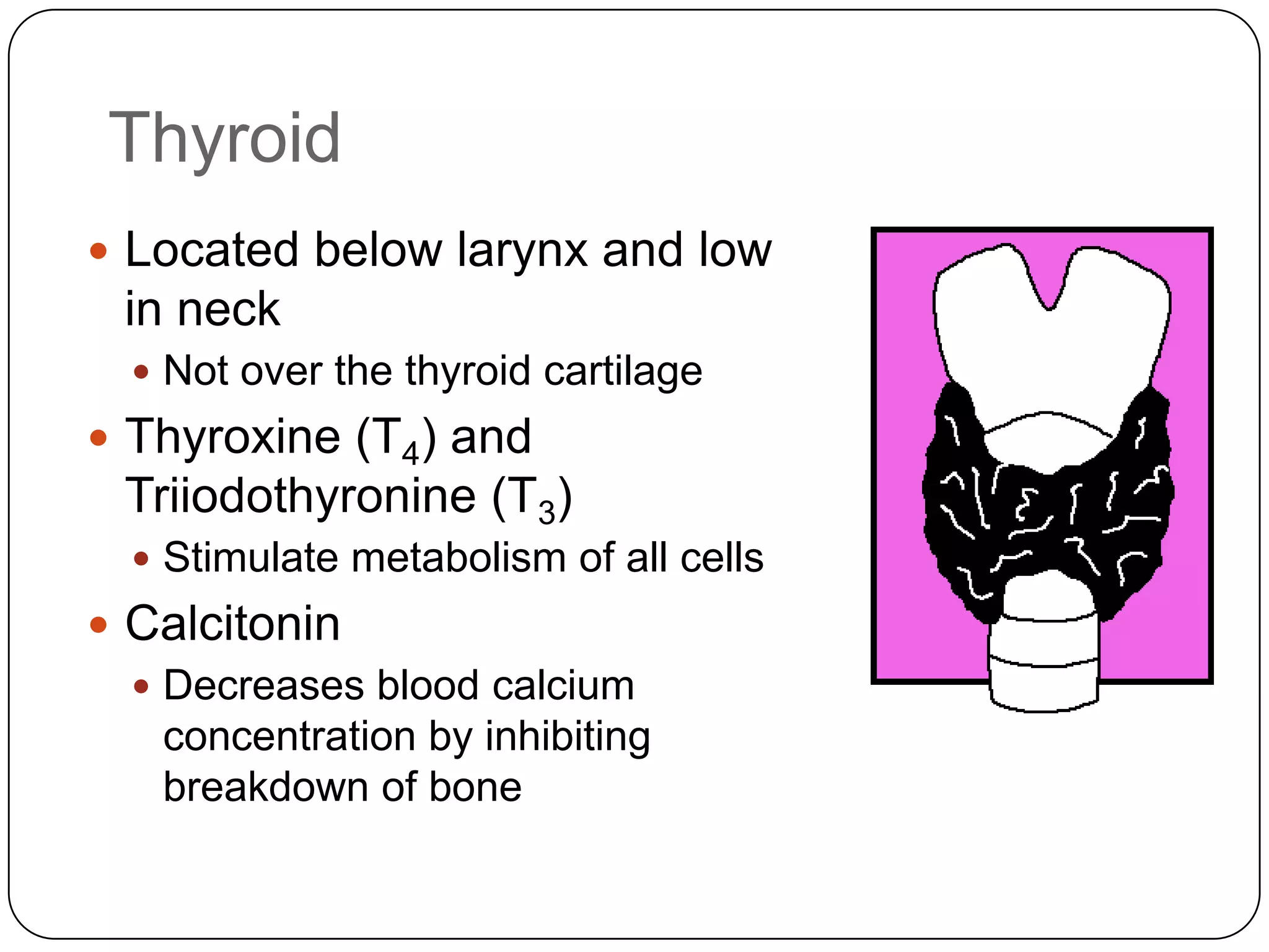 ThyroidLocated below larynx and low in neckNot over the thyroid cartilageThyroxine (T4) and Triiodothyronine (T3)Stimulate metabolism of all cellsCalcitoninDecreases blood calcium concentration by inhibiting breakdown of bone