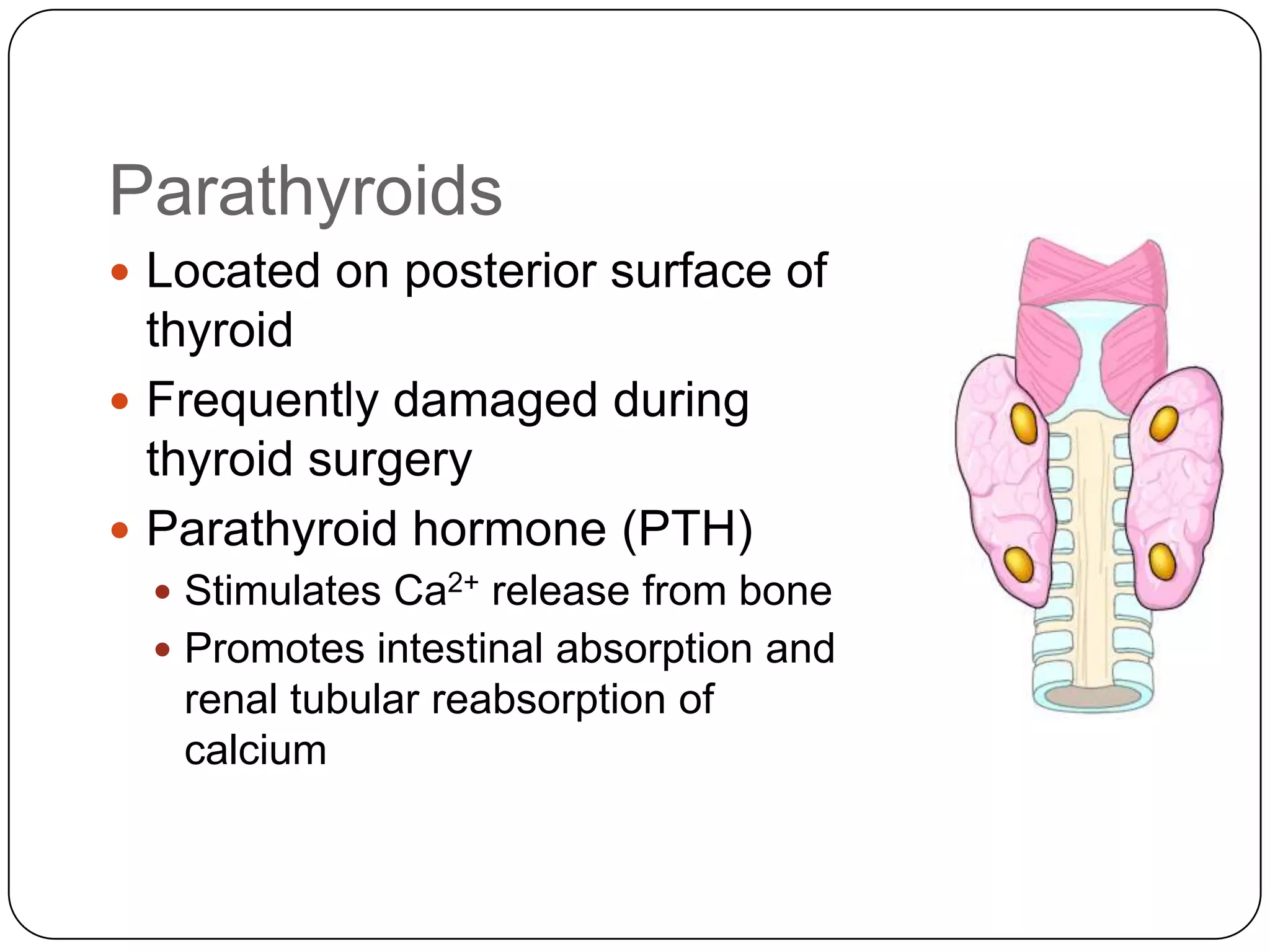 ParathyroidsLocated on posterior surface of thyroidFrequently damaged during thyroid surgeryParathyroid hormone (PTH)Stimulates Ca2+ release from bonePromotes intestinal absorption and renal tubular reabsorption of calcium
