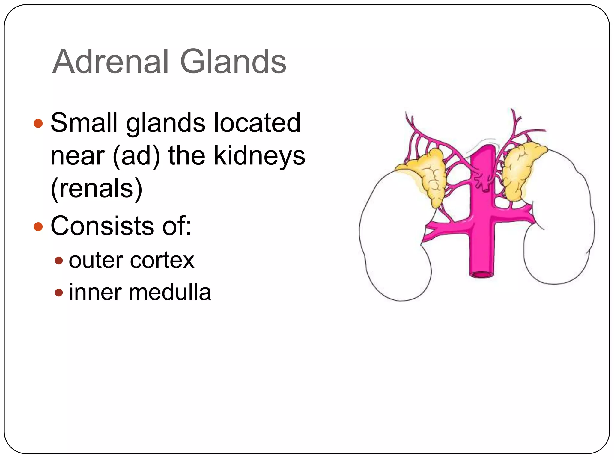 Adrenal GlandsSmall glands located near (ad) the kidneys (renals)  Consists of:outer cortexinner medulla