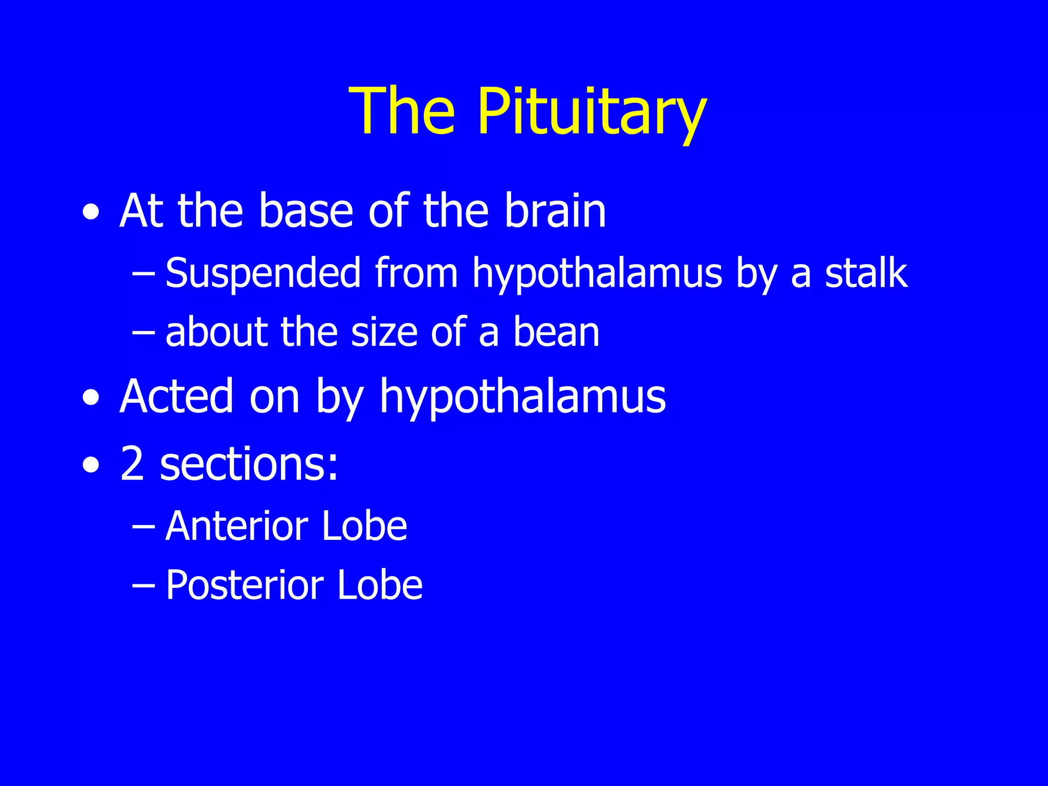 The Pituitary At the base of the brain Suspended from hypothalamus by a stalk  about the size of a bean Acted on by hypothalamus  2 sections: Anterior Lobe  Posterior Lobe 