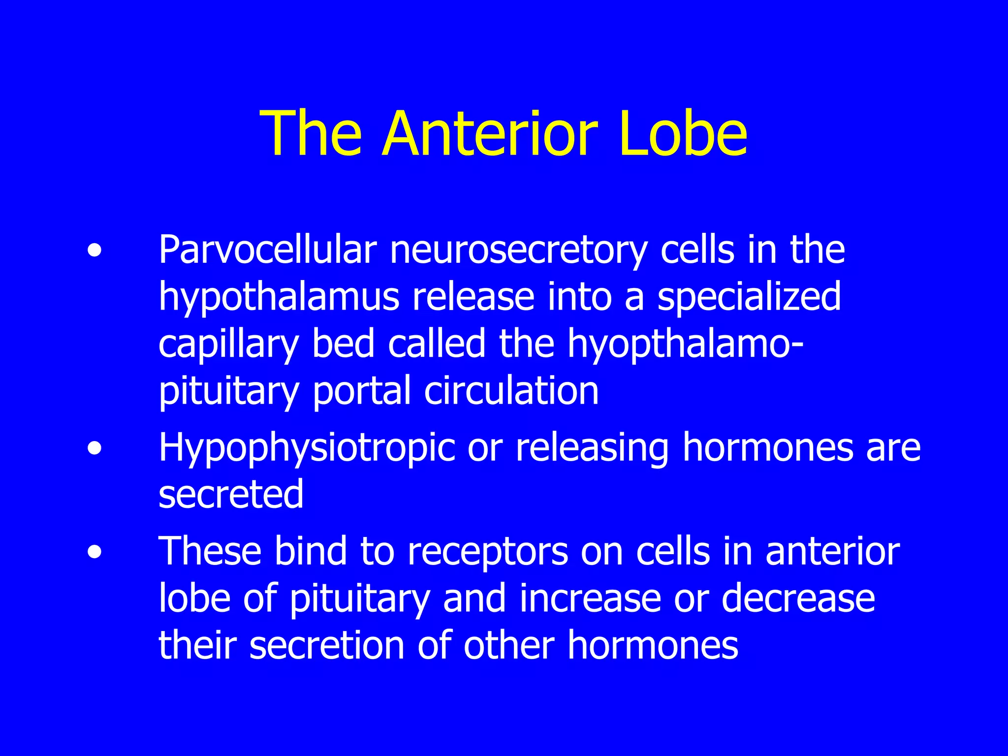 The Anterior Lobe Parvocellular neurosecretory cells in the hypothalamus release into a specialized capillary bed called the hyopthalamo-pituitary portal circulation  Hypophysiotropic or releasing hormones are secreted  These bind to receptors on cells in anterior lobe of pituitary and increase or decrease their secretion of other hormones  
