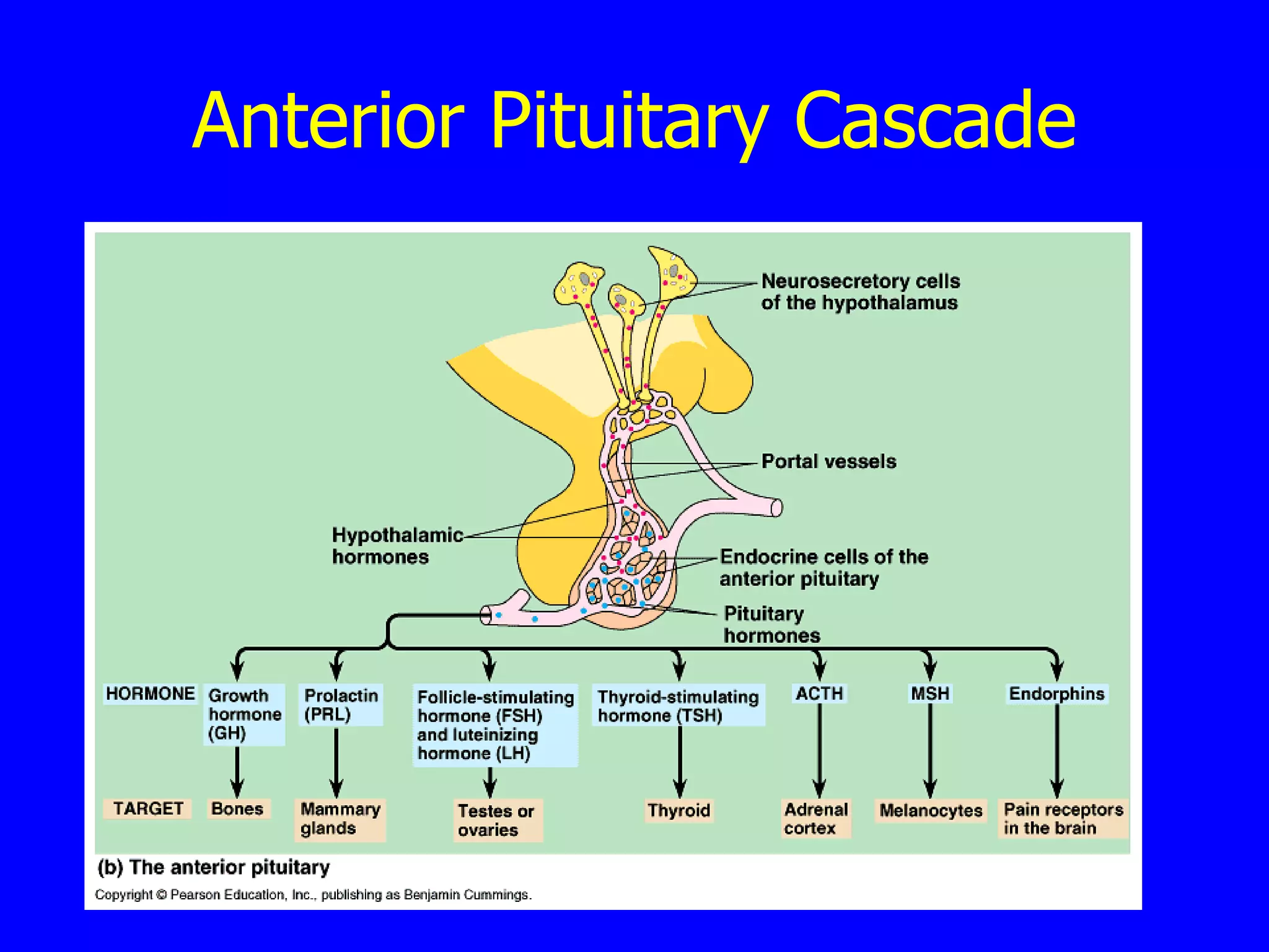 Anterior Pituitary Cascade 