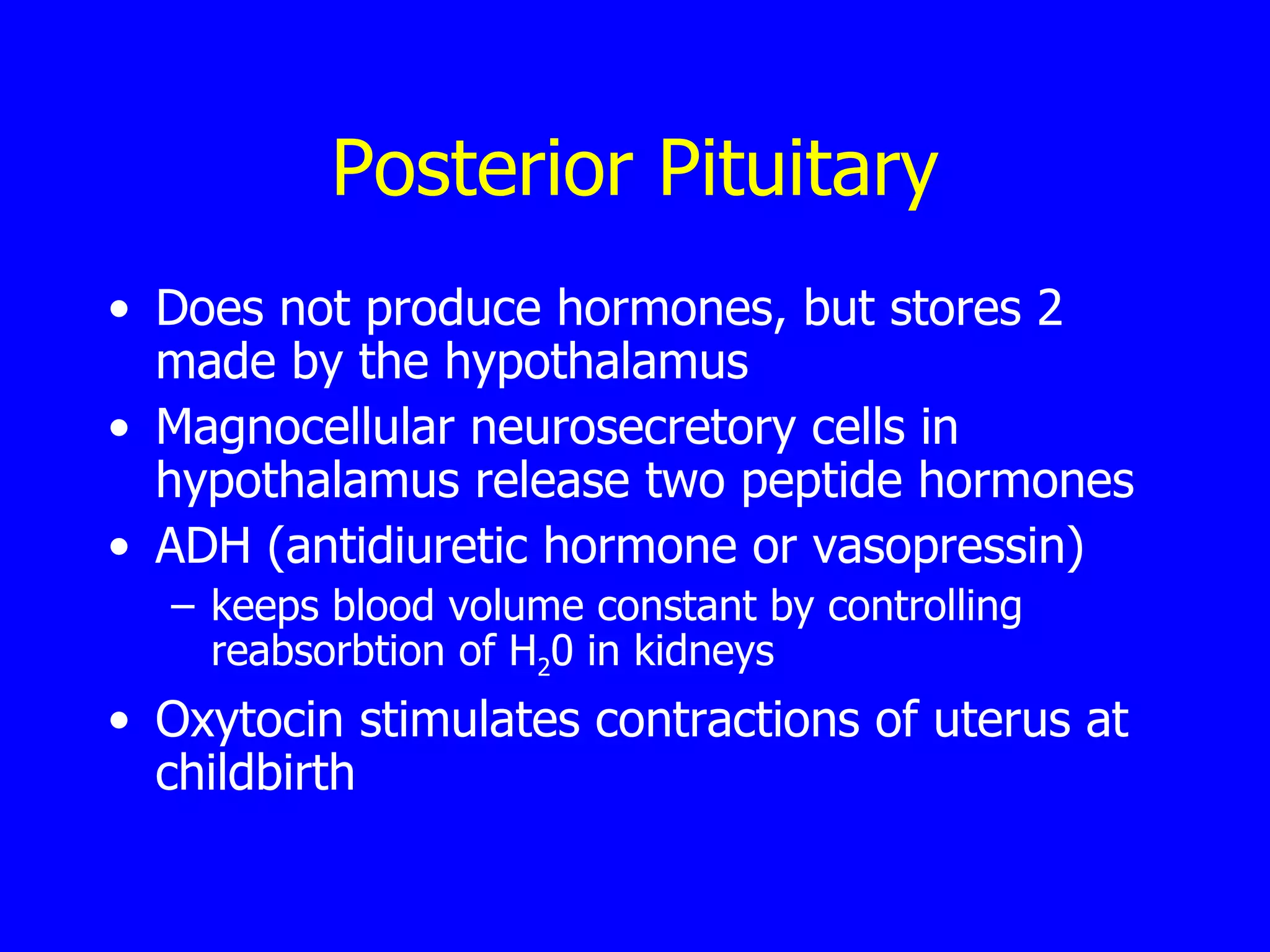 Posterior Pituitary Does not produce hormones, but stores 2 made by the hypothalamus Magnocellular neurosecretory cells in hypothalamus release two peptide hormones  ADH (antidiuretic hormone or vasopressin)  keeps blood volume constant by controlling reabsorbtion of H 2 0 in kidneys Oxytocin stimulates contractions of uterus at childbirth  