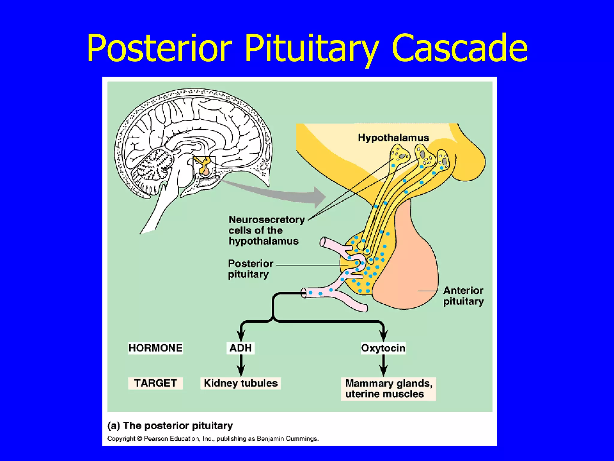 Posterior Pituitary Cascade 