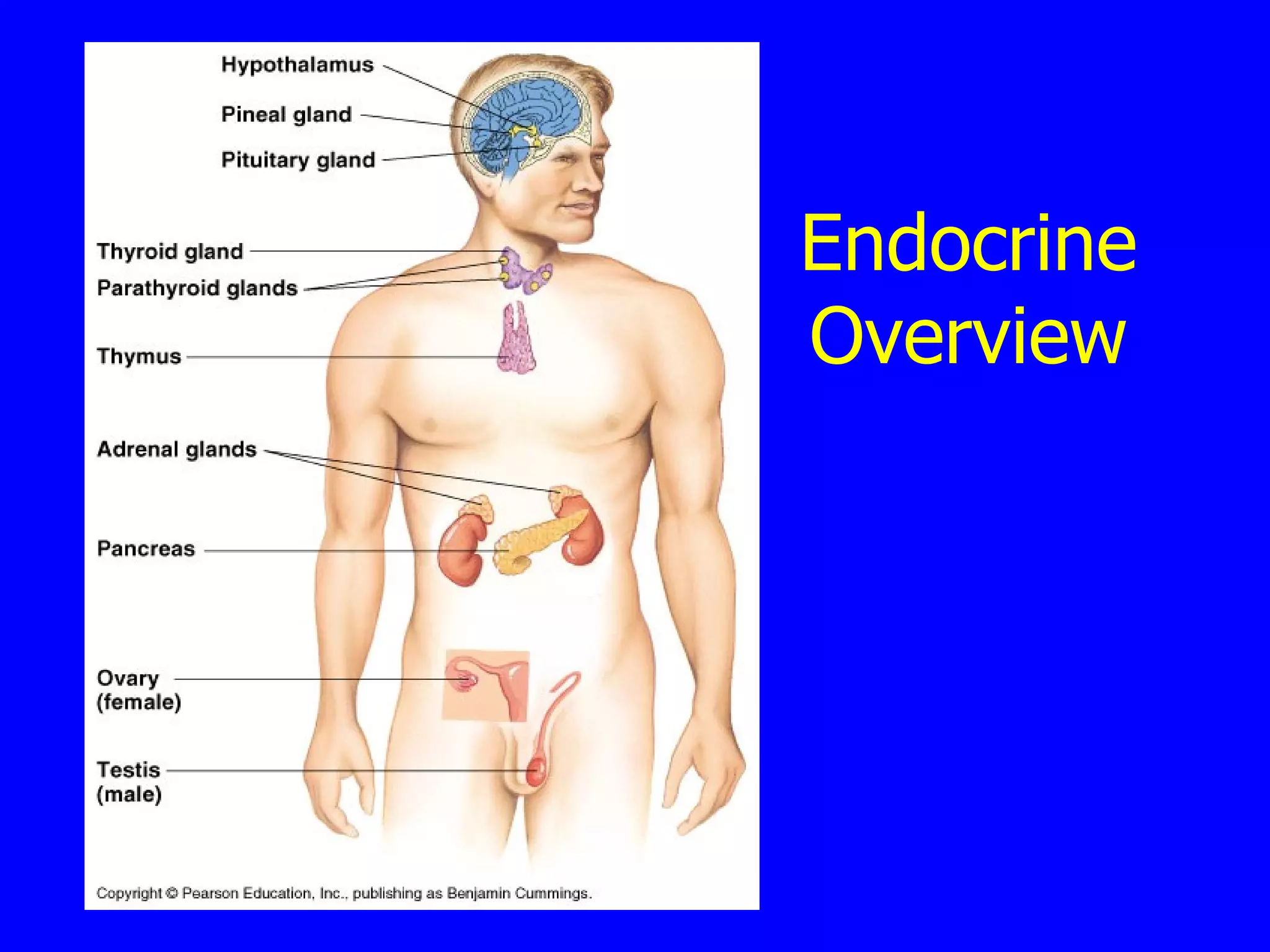 Endocrine Overview 