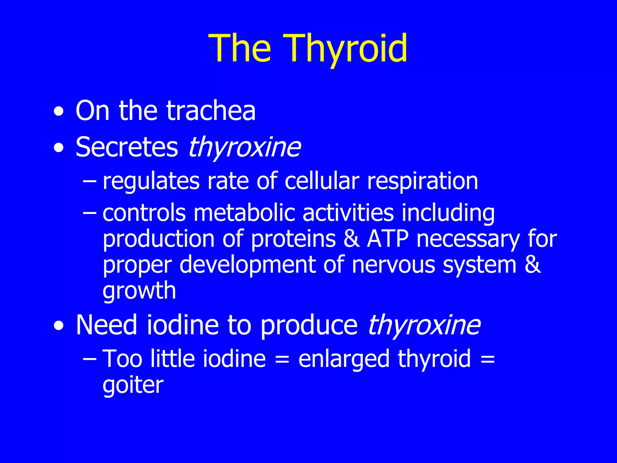 The Thyroid On the trachea Secretes  thyroxine regulates rate of cellular respiration controls metabolic activities including production of proteins & ATP necessary for proper development of nervous system & growth  Need iodine to produce  thyroxine Too little iodine = enlarged thyroid = goiter 
